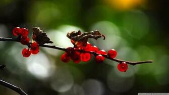 Red Berries Branch Wallpaper