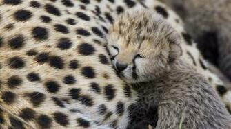 Cute Baby Cheetah Wallpaper Px