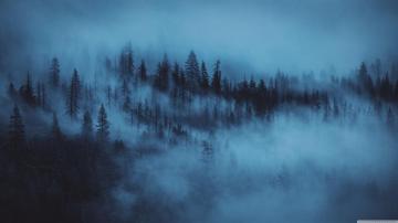 Dark Woods Aesthetic Ultra HD Desktop Background Wallpaper For
