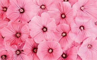 Wallpaper Pink Flowers Desktop Background Photos