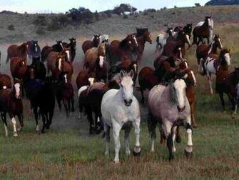 Stampede Wallpaper Farm Animals Nature Collection