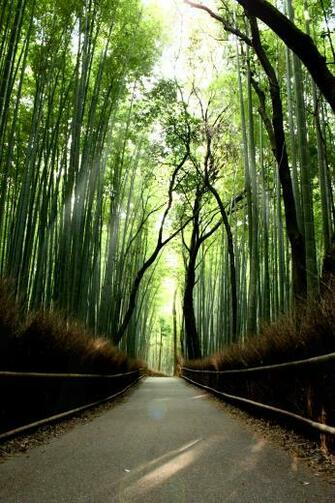Bamboo Wallpaper HD Topwallpaper