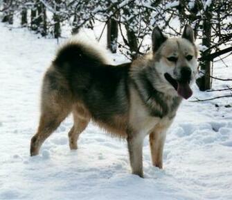Greenland Dog In The Snow Photo And Wallpaper Beautiful