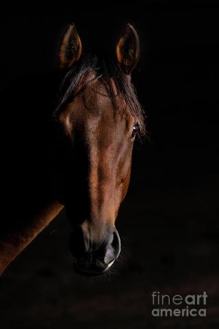 Bay Thoroughbred Portrait On Black Background Photograph By