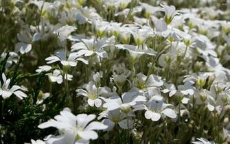 Snow In Summer Flower Bed Wallpaper