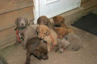 Chesapeake Bay Retriever Puppie S Wallpaper