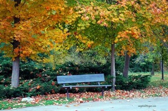 Wallpaper Best Garden Nature