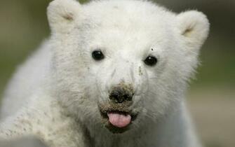 Polar Bear Computer Wallpaper Desktop Background Id