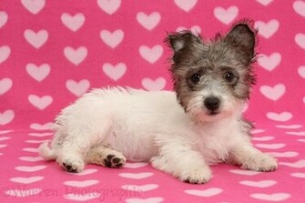 Jack Russell X Westie Pup