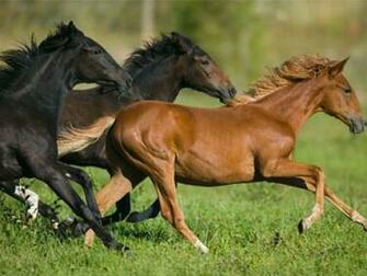 Horses Wallpaper And Background