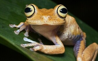 Tree Frog High Quality And Resolution Wallpaper On