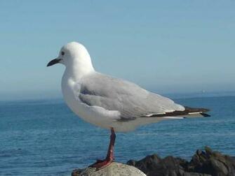 Wallpaper Seagull Bird