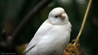 Canary White Bird HD Widescreen Wallpaper Birds Background