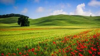 Wallpaper Beautiful Hills Meadow Landscape Trees Poppies Summer HD
