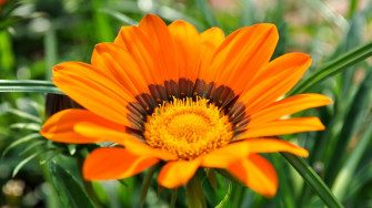 Orange Flower Wallpaper