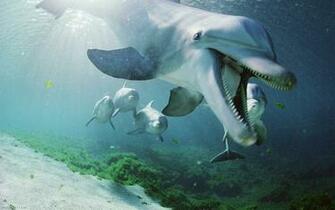 Dolphins Hawaii Pixels Wallpaper Tagged Fish