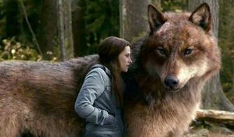 Jacob Werewolf Wallpaper In Wolf Form