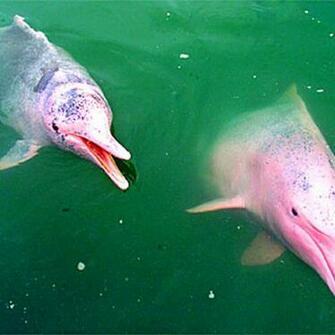 Pink Dolphin Wallpaper HD Fine