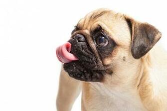 Black And Brown Pug Image