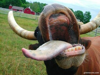 Funny Cow Image And Stuff Avatar T Shirts
