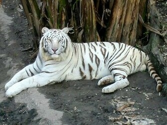 Tags White Tiger Wallpaper Desktop