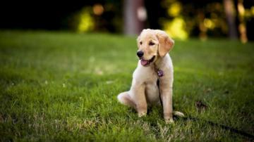 Cute Black Lab Puppies Wallpaper On