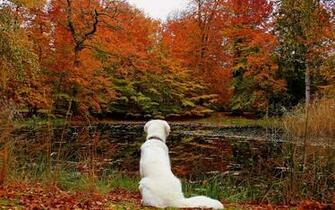 Lake Leaves Autumn Dog Forest F Wallpaper