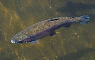 Chinook Salmon Lake Tattoo Pictures