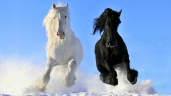 Beautiful Horse Wallpaper