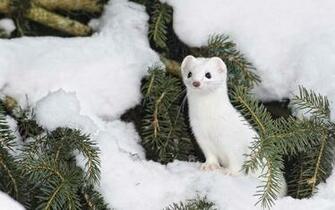Stoat HD Wallpaper Background Image Id