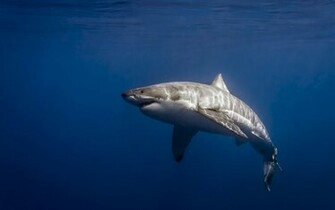 Great White Shark Carcharodon Carcharias Isla De Guadalupe Mexico
