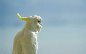 Cockatoo Wallpaper Posted By Sarah Thompson