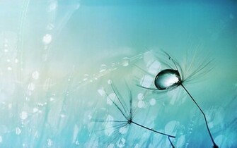 Water Drop On A Dandelion Seed Wallpaper Wallpaperz Co