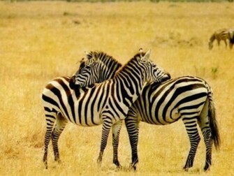 Wallpaper Zebra Background HD Background Desktop