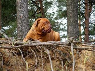 Big Dogue De Bordeaux On The Cliff Wallpaper And Image