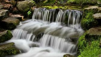 Yosemite Wallpaper Fern Spring