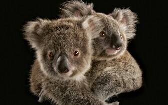 Koala Australia Wallpaper