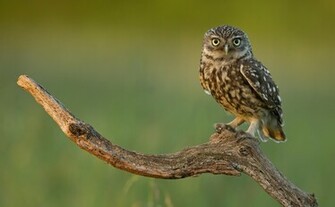 Coders Explore The Collection Birds Owls Owl