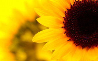 Sunflower Aesthetic Wallpaper On