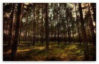 Pine Forest HDr HD Wallpaper For Standard Fullscreen Uxga Xga