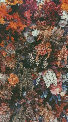 Beautiful Flower Wallpaper For iPhone