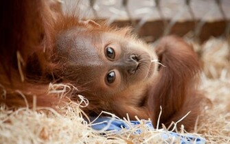 Animal Orangutan Wallpaper