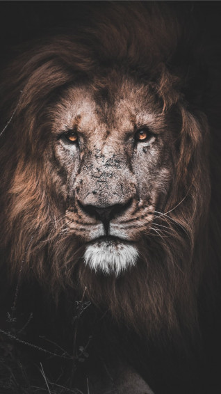 Wallpaper Leao 4k Tons Of Awesome Pc To
