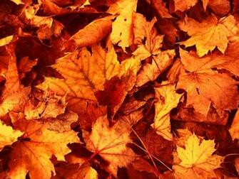 Autumn Leaves Wallpaper High Quality