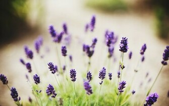 Lavender Flowers Desktop Background Wallpaper High Definition