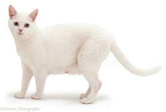 White Cat Photo Wp03596