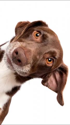 Funny Dog HD Wallpaper And Background