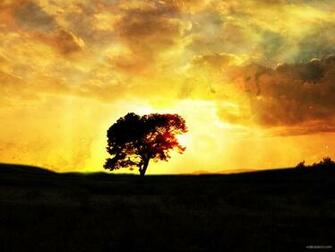 Beautiful Tree Silhouette And Sunset Wallpaper