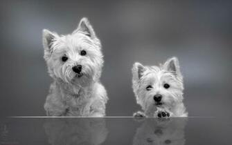 Westie Wallpaper