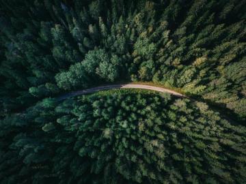 Aerial Shot Of Road Surrounded By Green Trees Photo Forest
